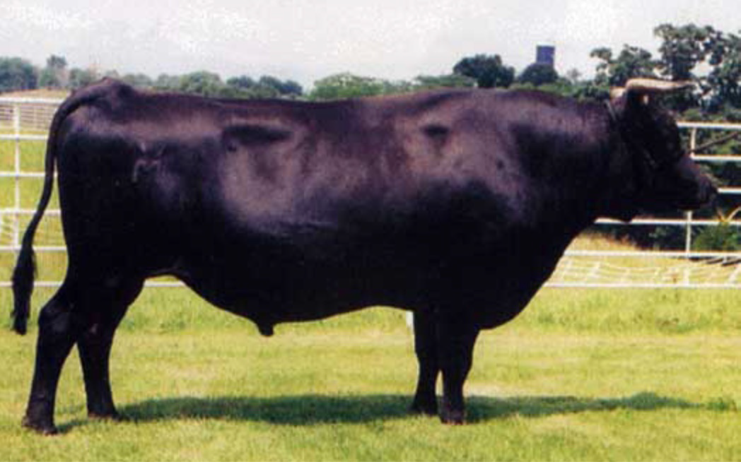 Wagyu Herd