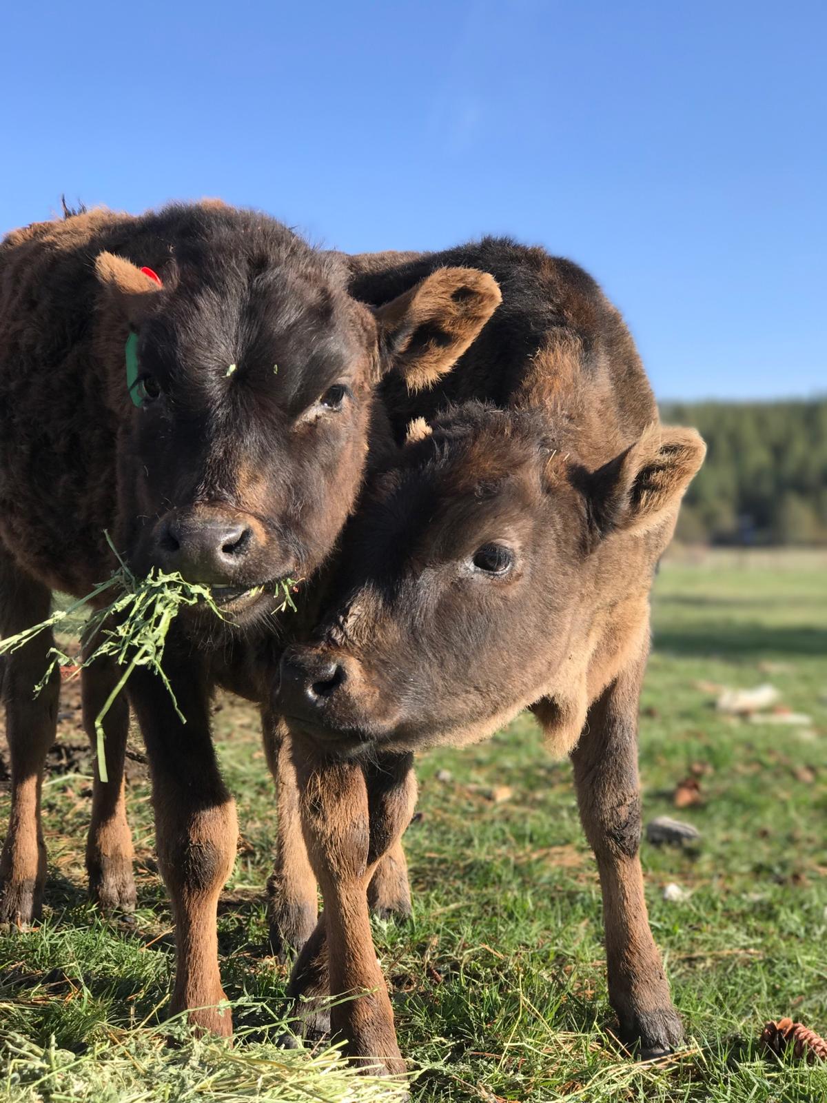 Wagyu Cattle