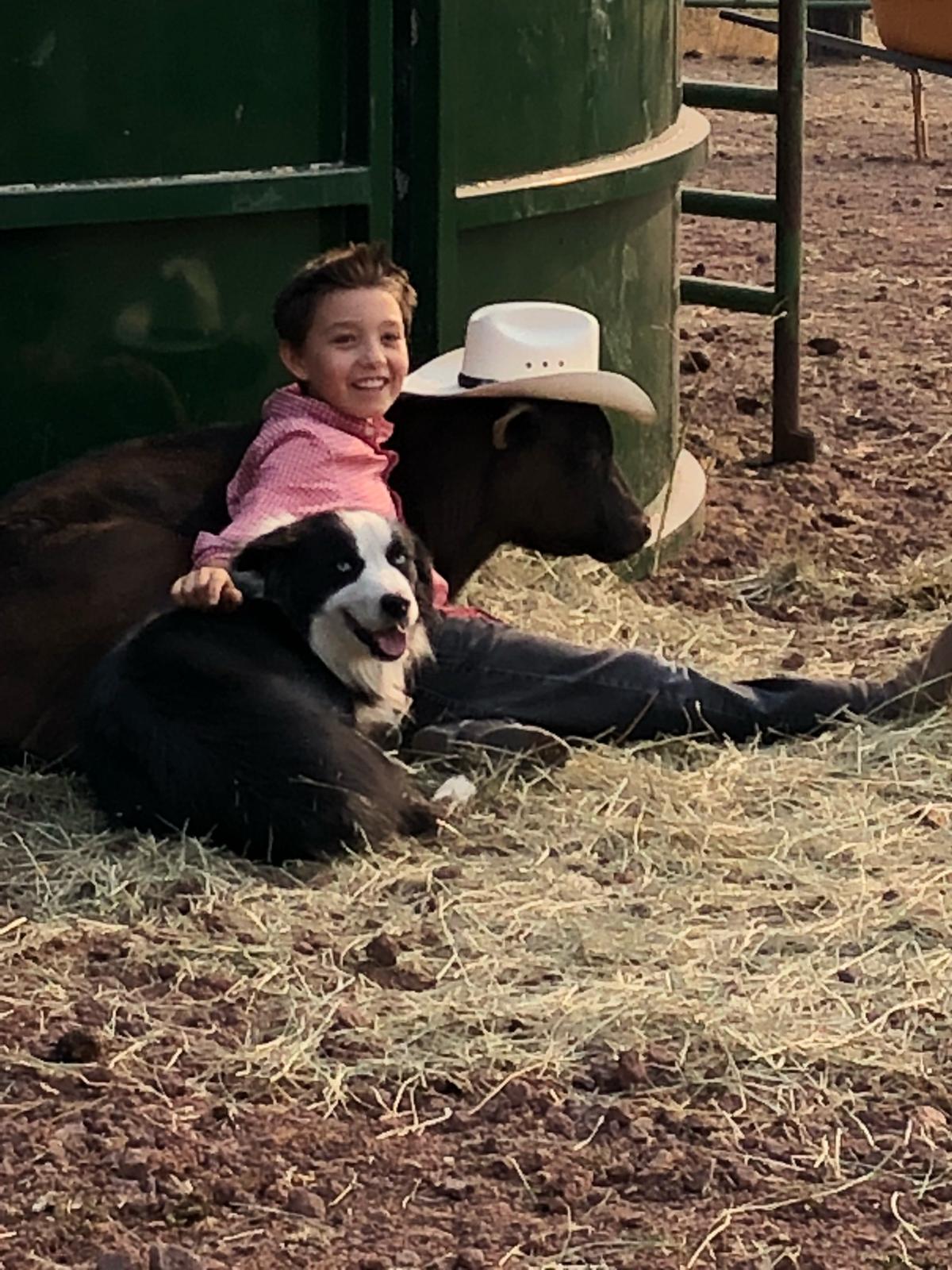 Wagyu Cattle