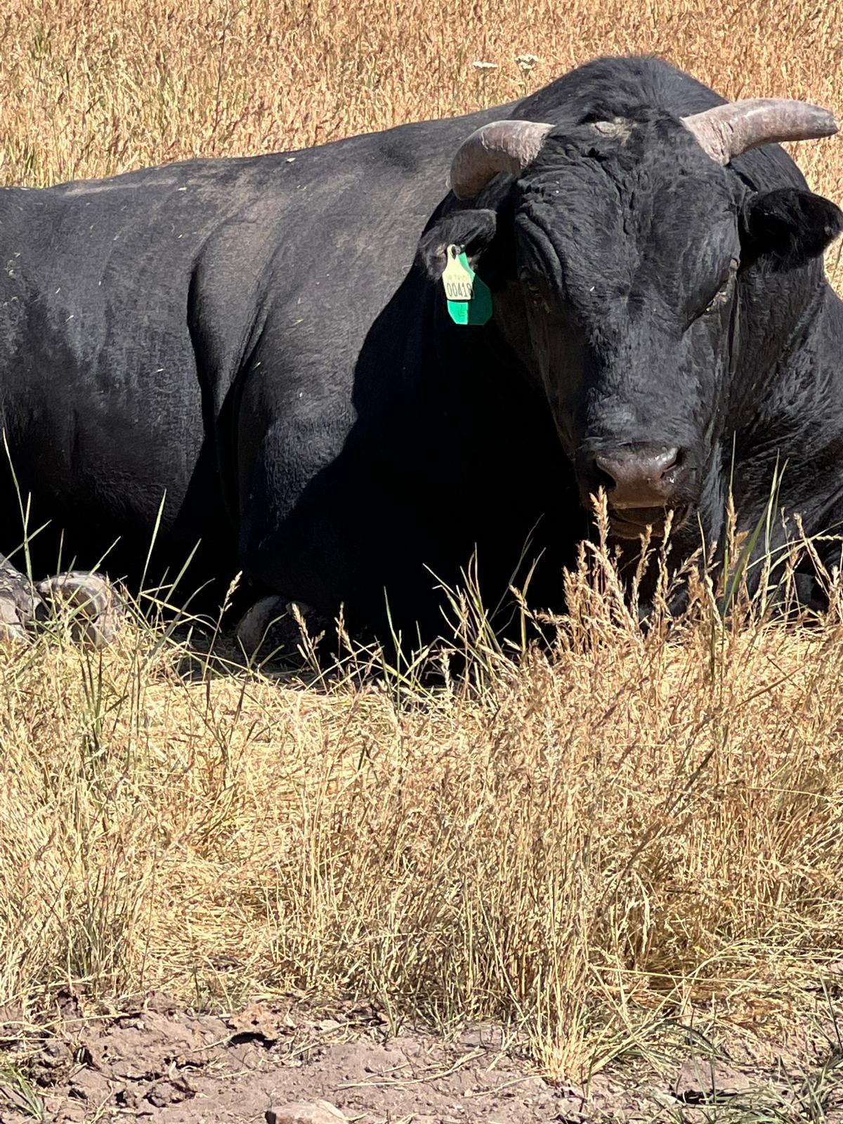 Our Wagyu Ranch