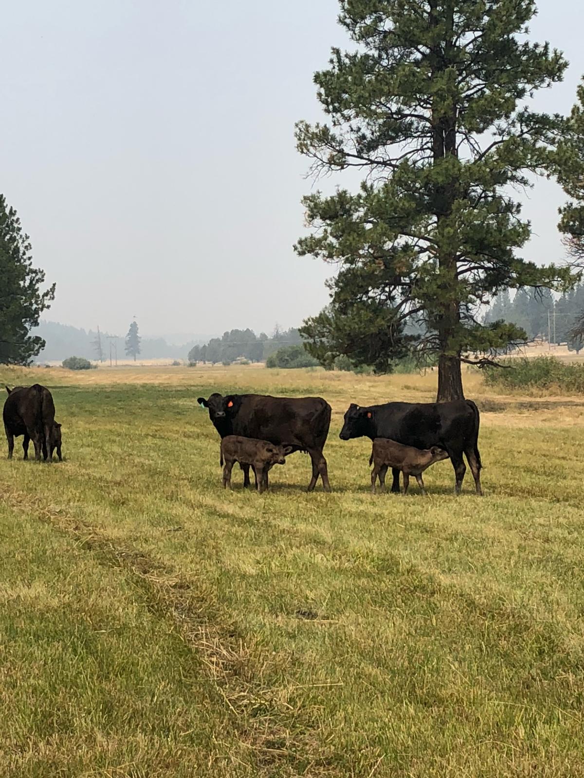 Family Ranch
