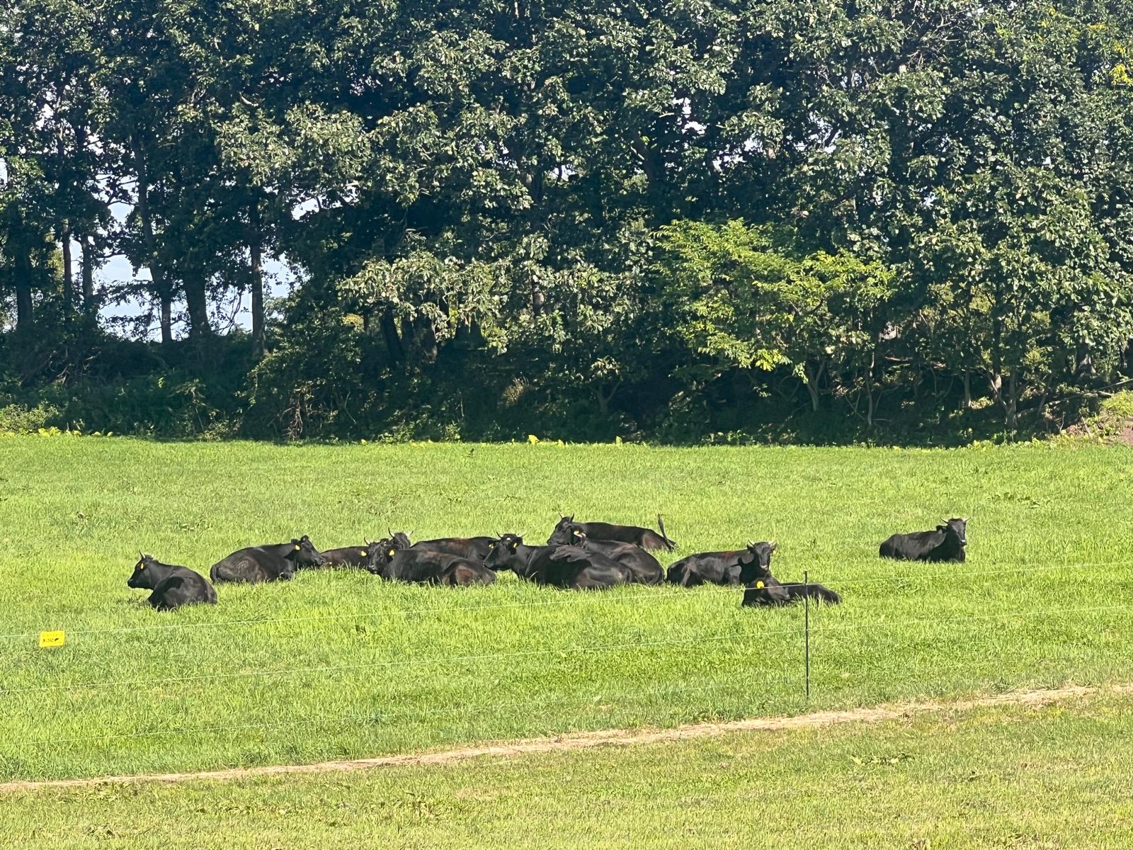 Hokkaido Ranch