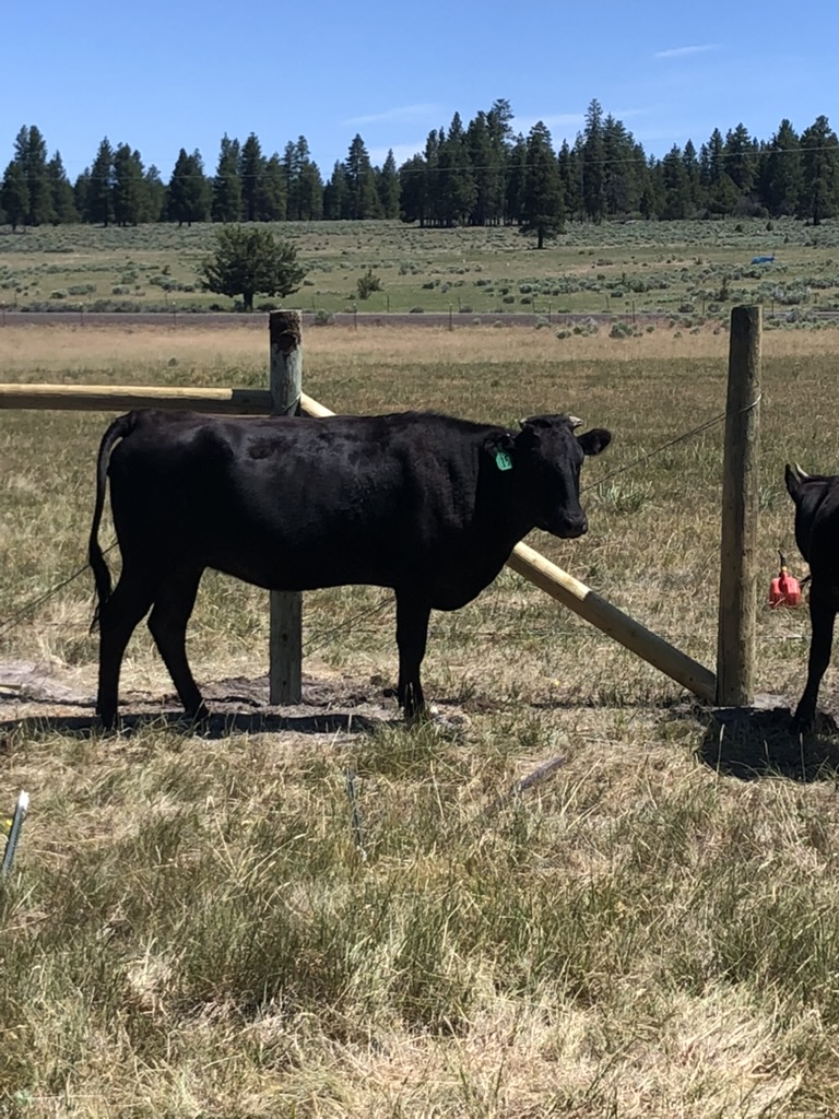 SNF JWWMACJIRO FB36365