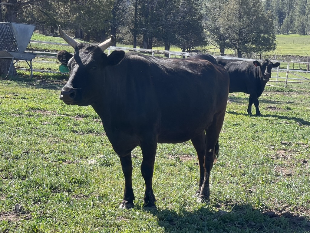 SNF SIGA-ITO FB25725