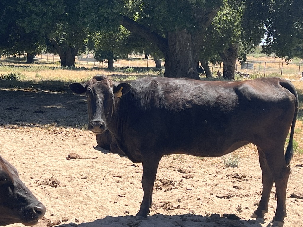 SNF KIKUITO 015 FB37048