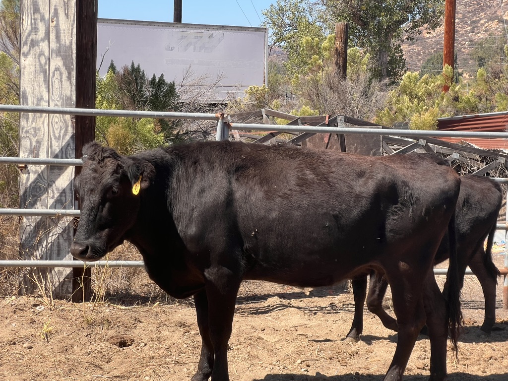 SNF ITO-TAKANA FB19110