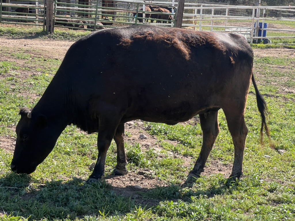 MS MITSUHIKOKURA 48C