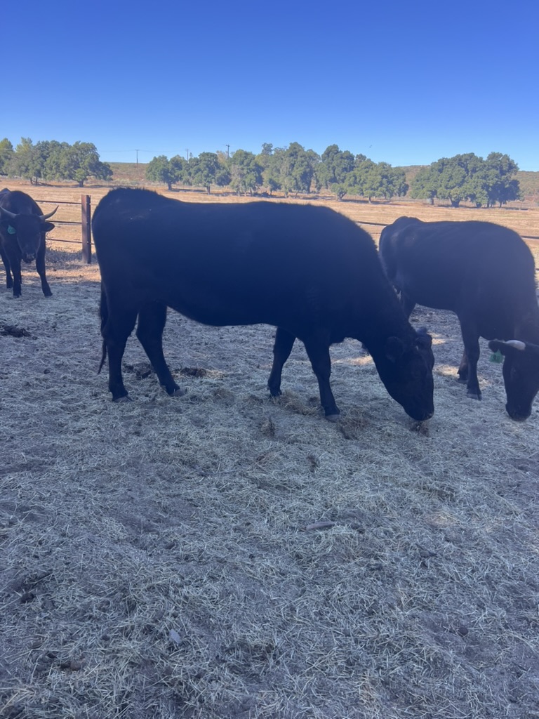 SNF ITOZURU 99H FB60927