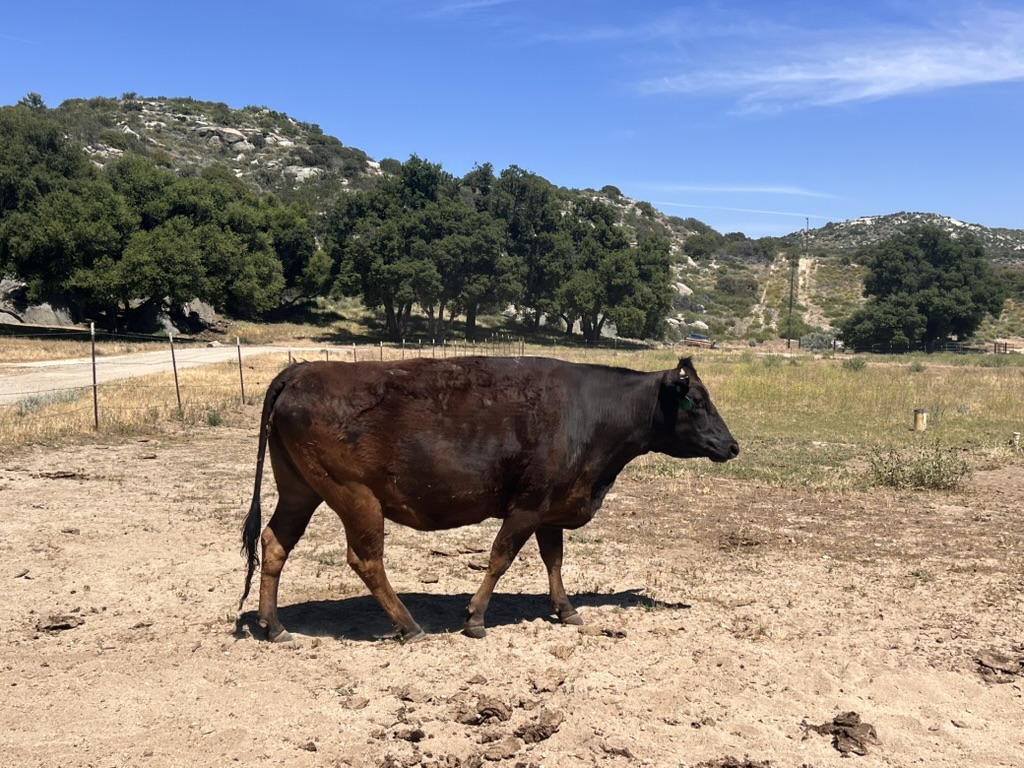 MS MICHIYOSHI 56 FB37420