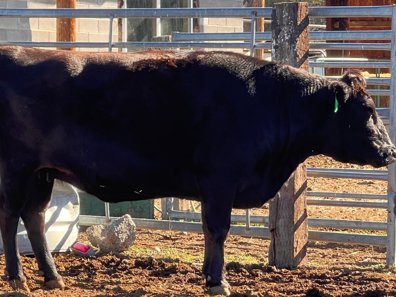 SNF SIGA-ITO FB25725