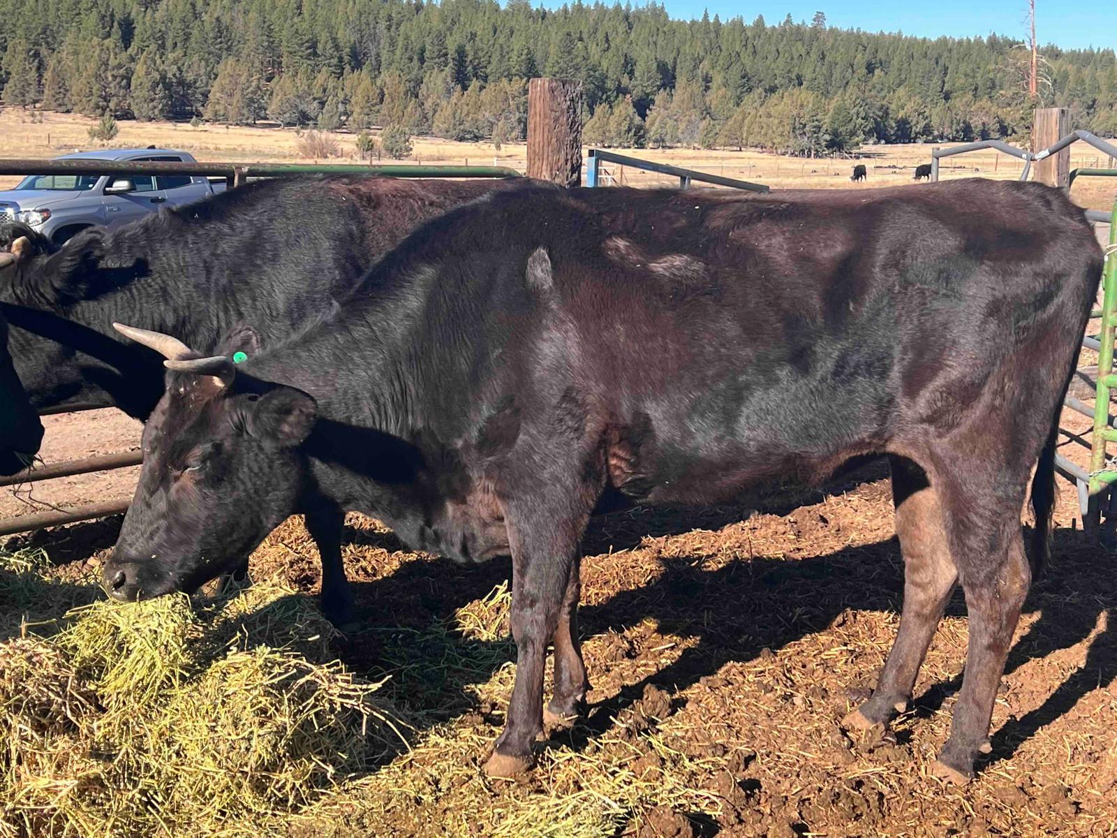 MS MITSUHIKOKURA FB37517